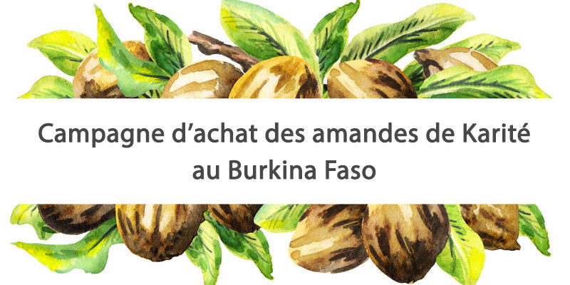 News – Campagne amandes de Karité
