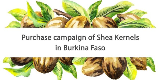 OLVEA - News - Purchase campaign of Shea Kernels in Burkina Faso