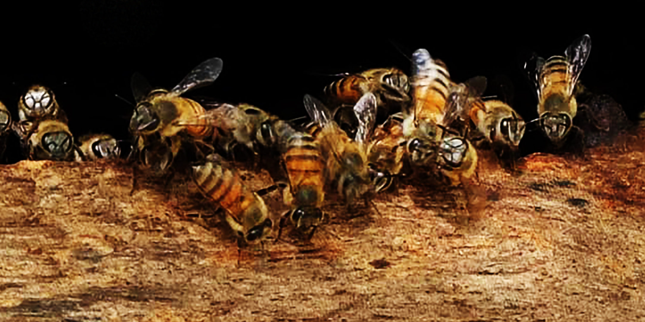 Journée mondiale des abeilles