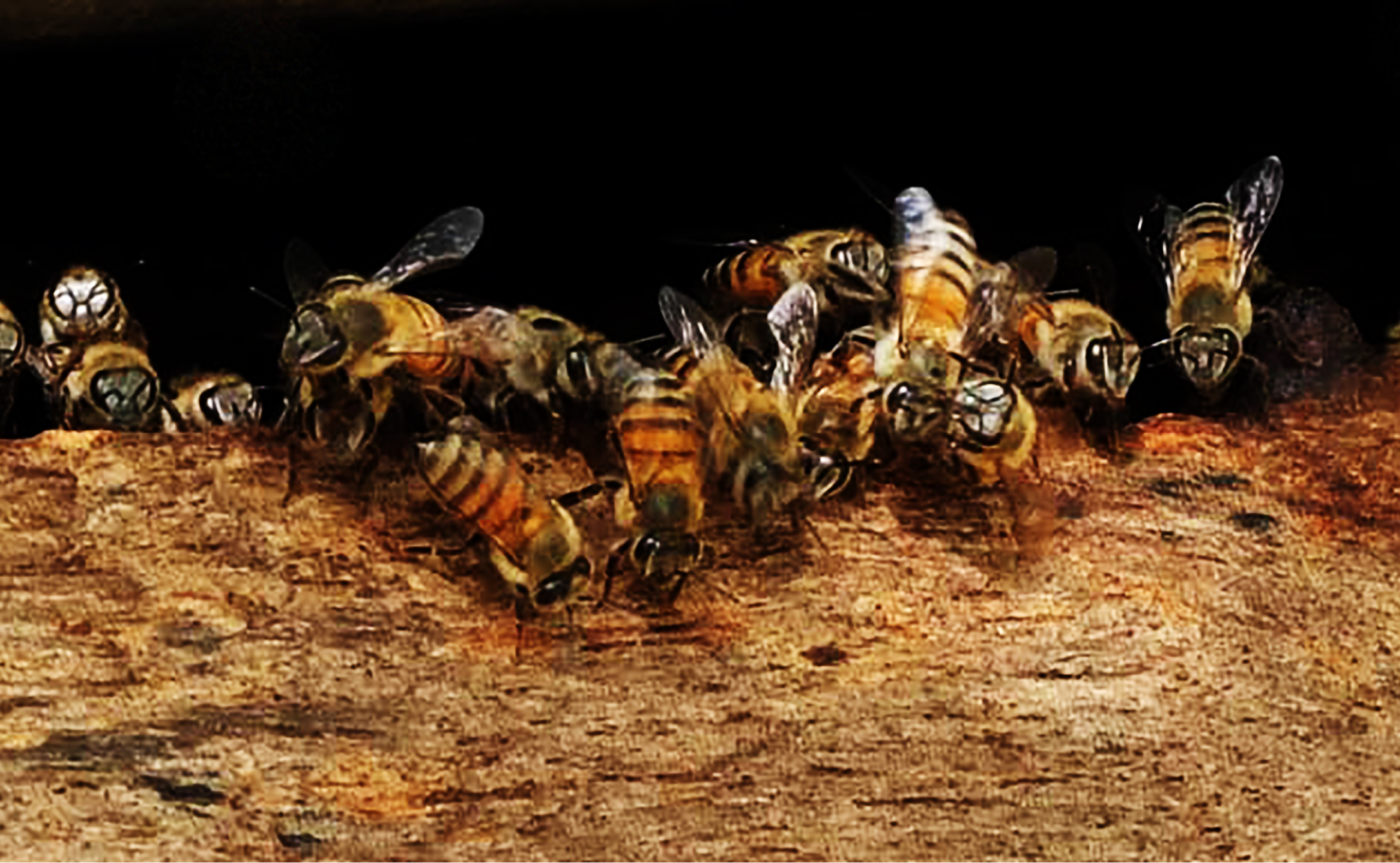 Journée mondiale des abeilles