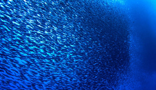 OLVEA Fish Oils - Sardines in the sea