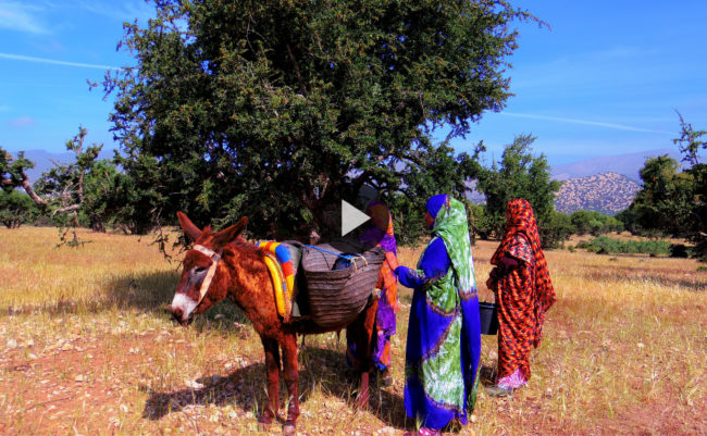 OLVEA Morocco - Filière durable de production d'huile d'Argan