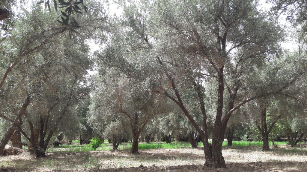Development of an Olive oil supply chain in Morocco