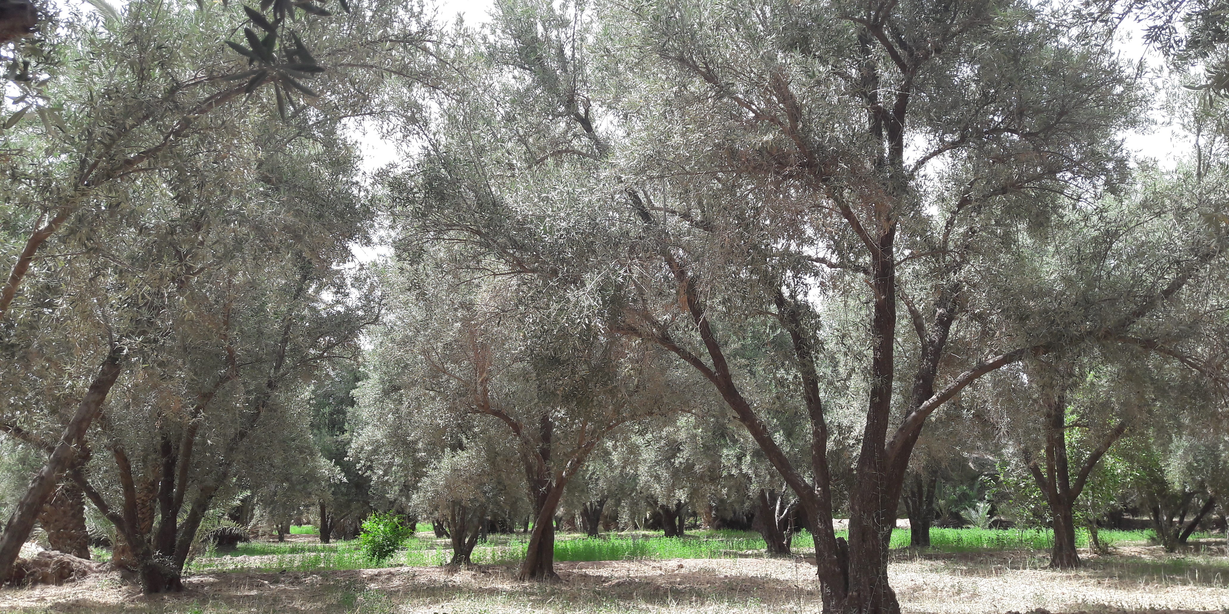 Development of an Olive oil supply chain in Morocco