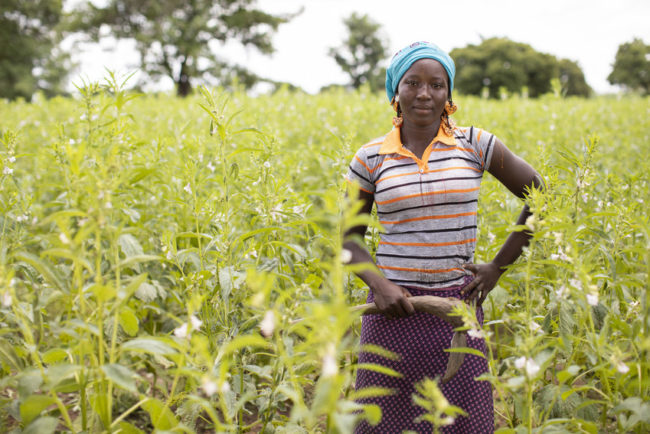 OLVEA-huiles-vegetales-huile-sesame-equitable-ecocert-biologique-cosmetique OLVEA-huiles-vegetales-huile-sesame-equitable-ecocert-biologique-cosmetique