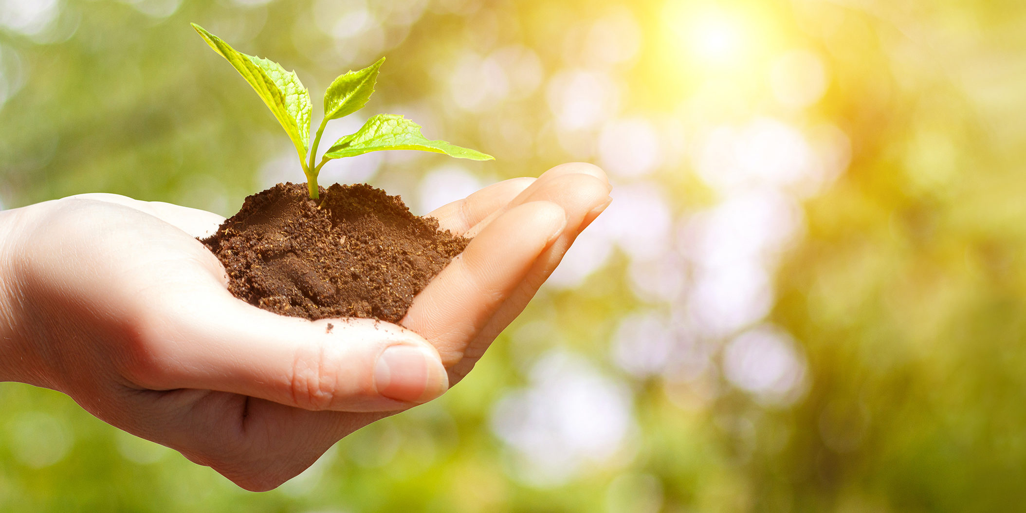 Sprout growing in the hand of businesswoman.