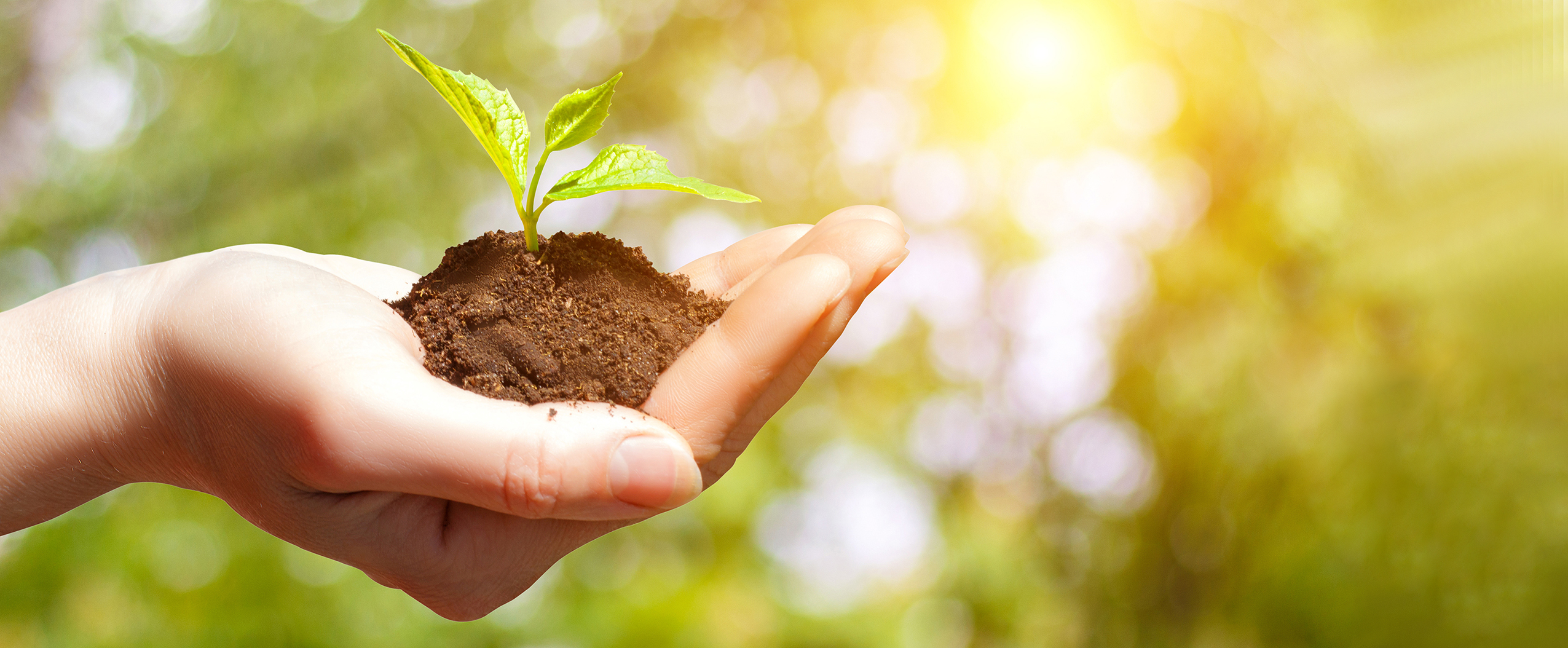 Sprout growing in the hand of businesswoman.