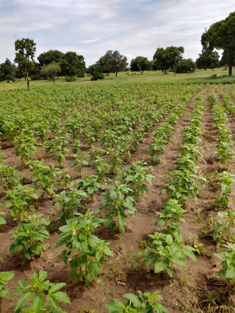 Sesame in Burkina Faso - 2020 campaign 1 Démarrage campagne Sésame