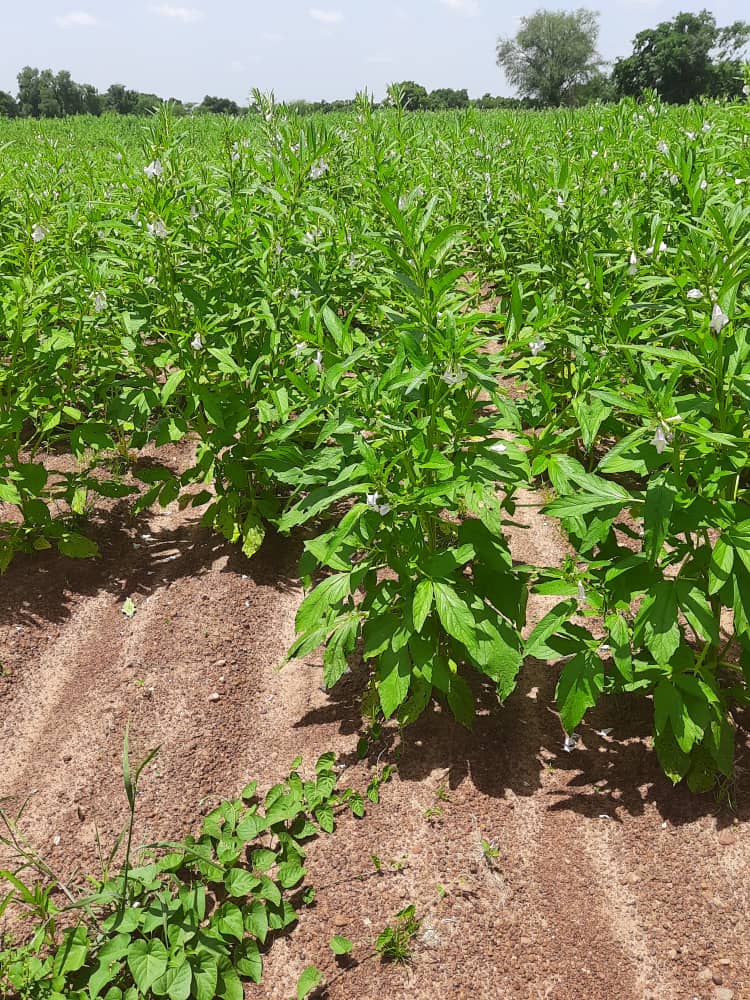 Sésame au burkina faso - producteur huile de sésame