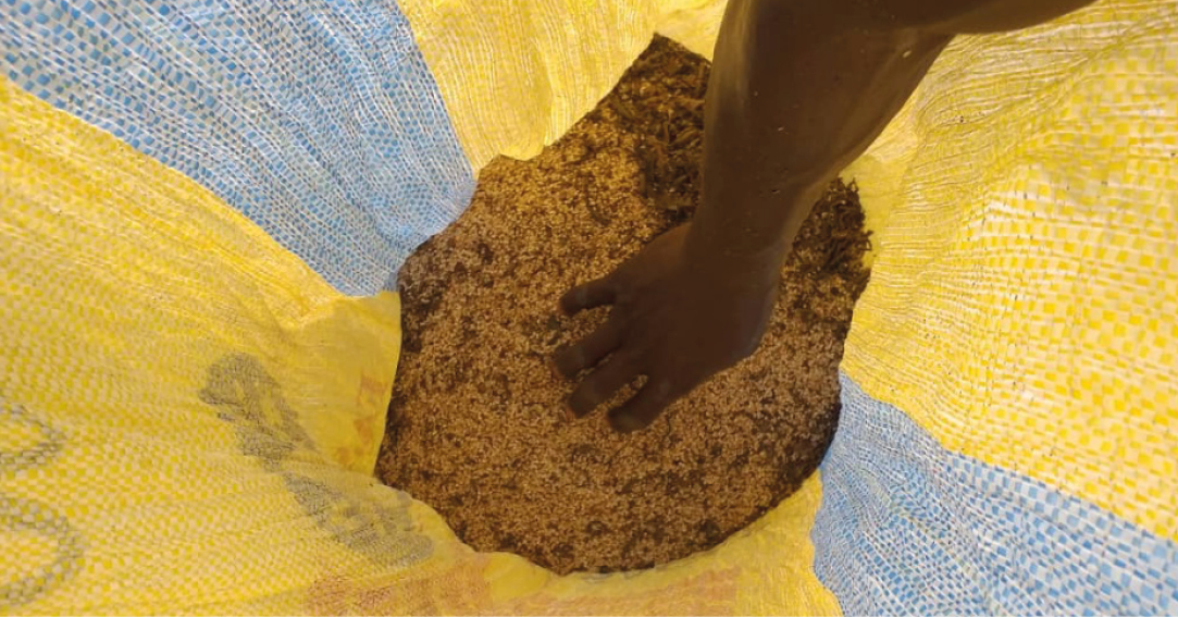Sesame seed harvest in Burkina Faso