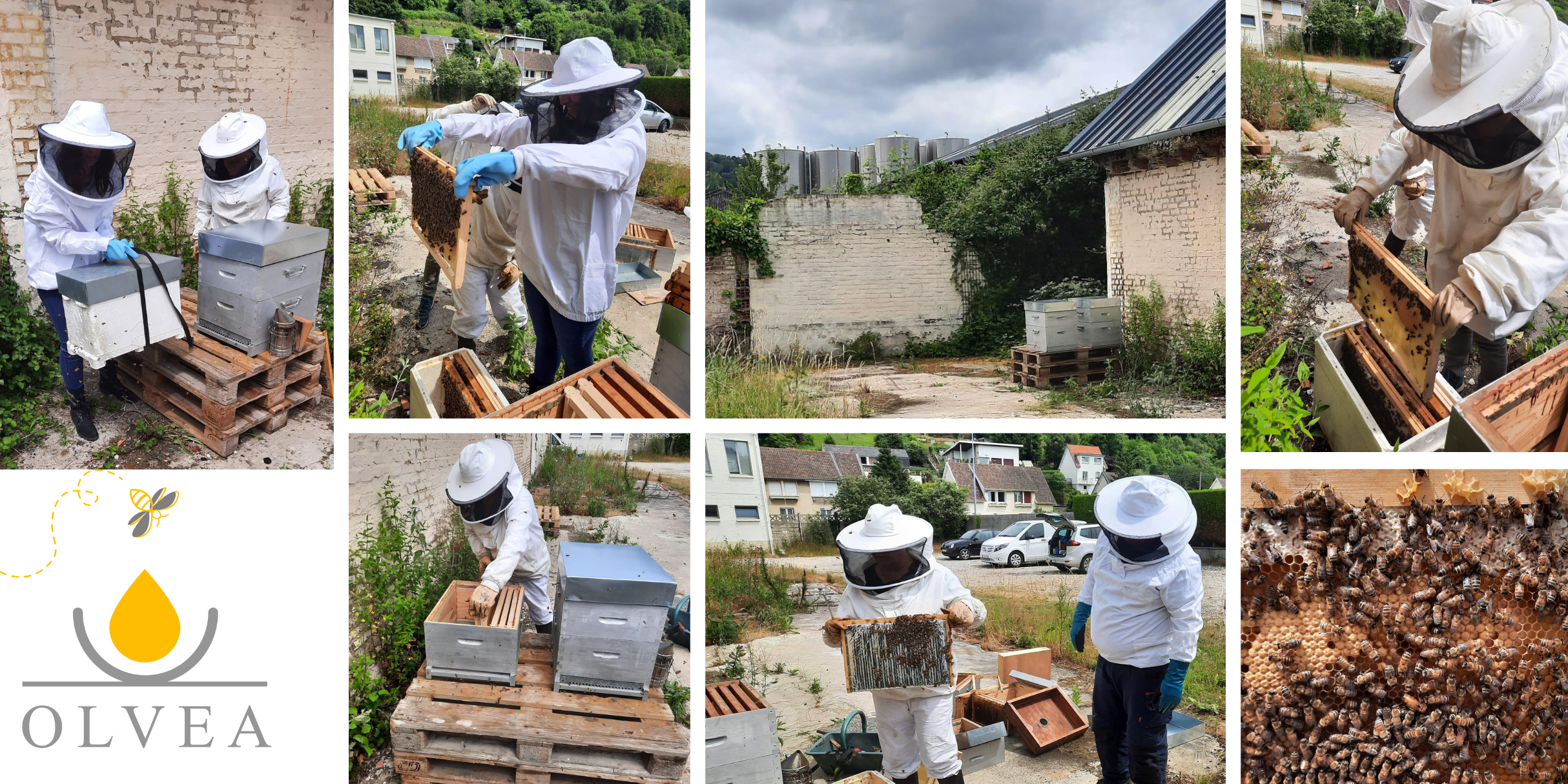 Les abeilles sont là ! Abeilles / Bees